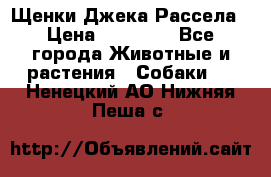 Щенки Джека Рассела › Цена ­ 10 000 - Все города Животные и растения » Собаки   . Ненецкий АО,Нижняя Пеша с.